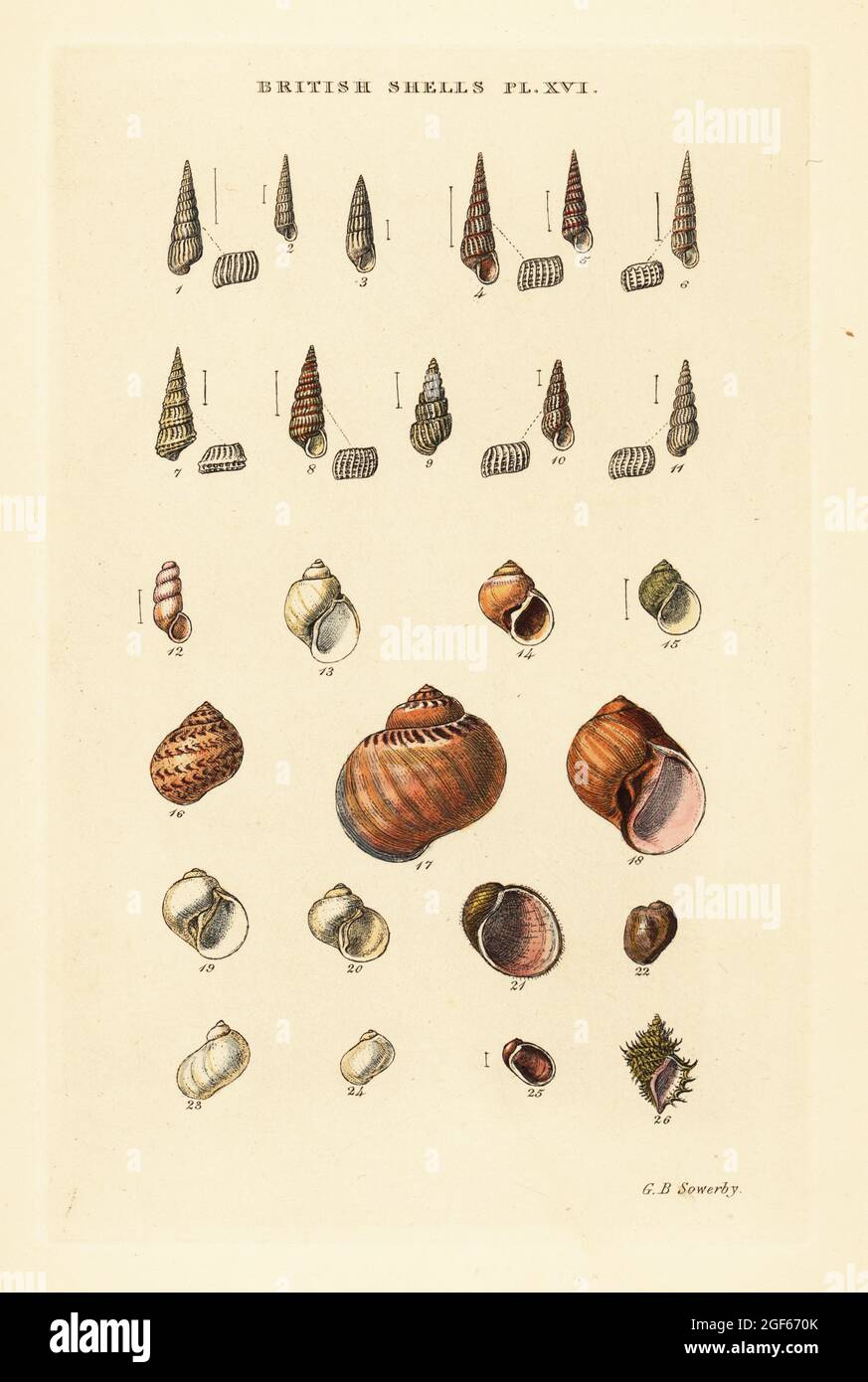 Small sea shell varieties, Turbonilla, Chemnitzia, Natica, Velutina, etc. Handcoloured copperplate engraving by George Brettingham Sowerby from his own Illustrated Index of British Shells, Sowerby and Simpkin, Marshall & Co., London, 1859. George Brettingham Sowerby II (1812-1884), British naturalist, illustrator, and conchologist. Stock Photo