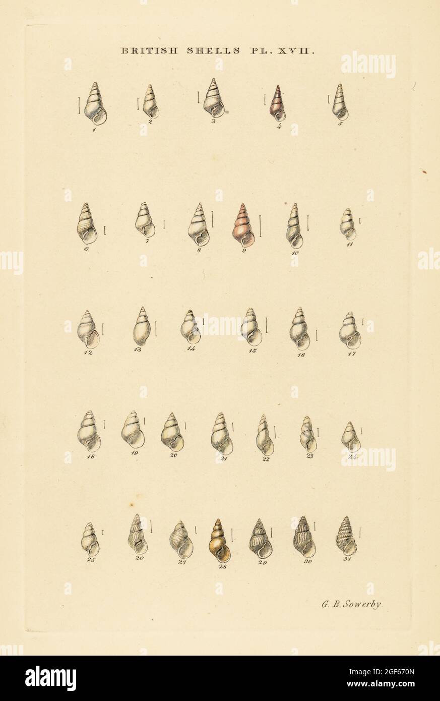 Minute pyramid sea shell varieties, Odostomia, etc. Handcoloured copperplate engraving by George Brettingham Sowerby from his own Illustrated Index of British Shells, Sowerby and Simpkin, Marshall & Co., London, 1859. George Brettingham Sowerby II (1812-1884), British naturalist, illustrator, and conchologist. Stock Photo