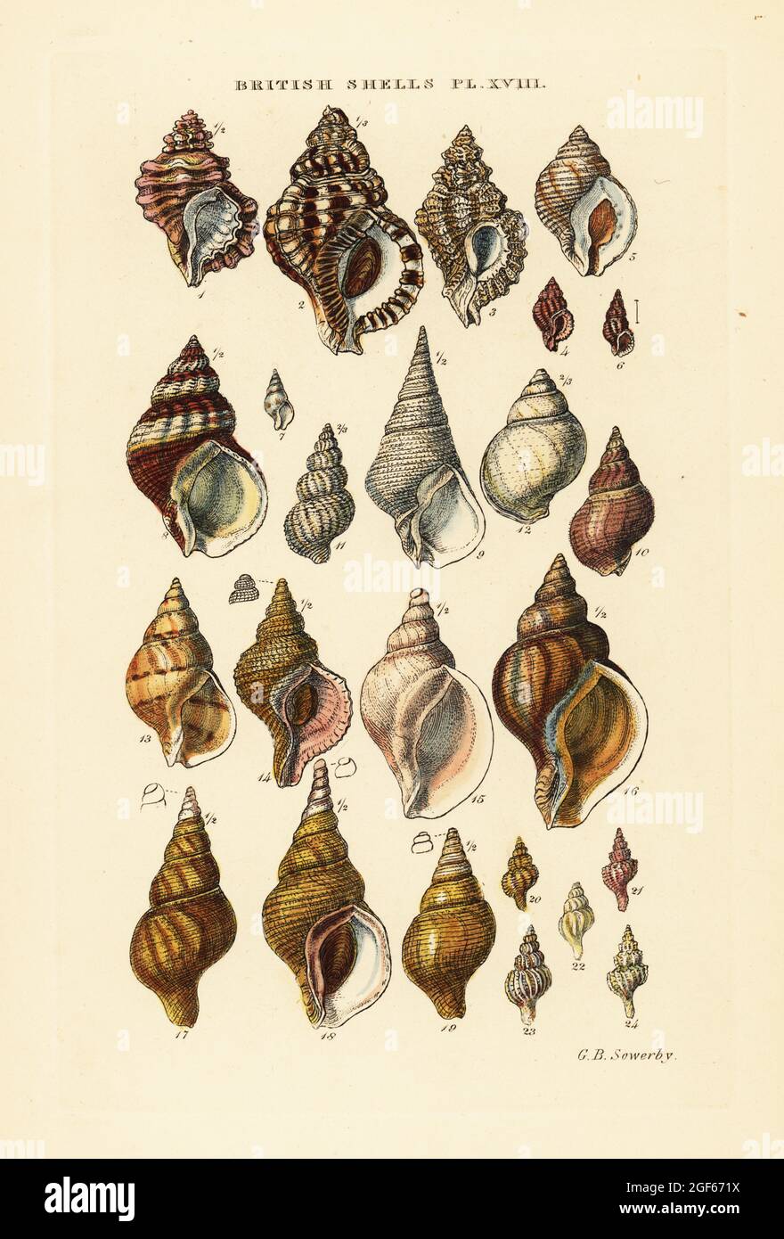 Triton shells, Ranella, rock snails, Murex, whelk, Bucchinum, Furus, Trophon, etc. Handcoloured copperplate engraving by George Brettingham Sowerby from his own Illustrated Index of British Shells, Sowerby and Simpkin, Marshall & Co., London, 1859. George Brettingham Sowerby II (1812-1884), British naturalist, illustrator, and conchologist. Stock Photo