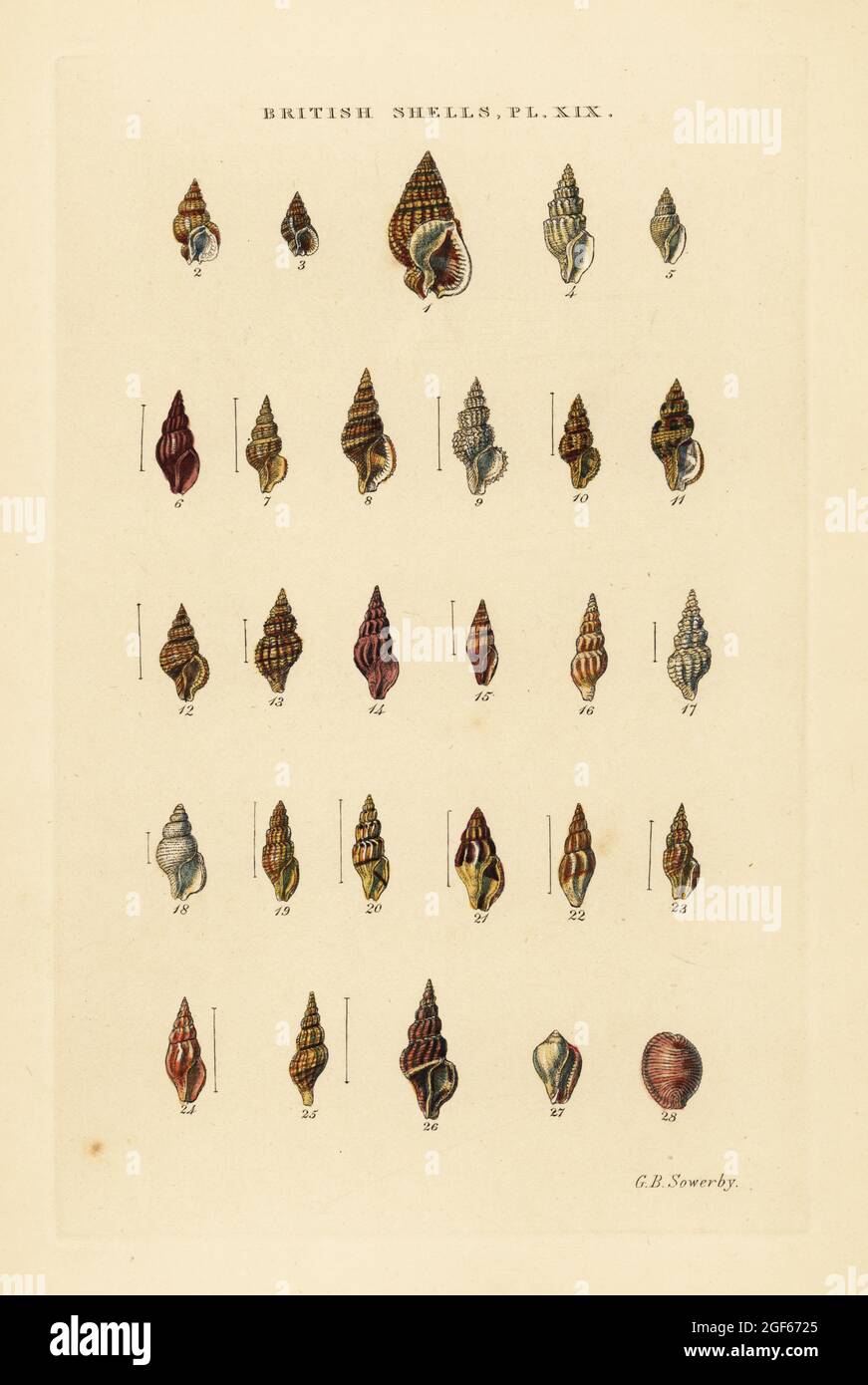 Rock snails and European cowrie, Tritia, Nassa, Mangelia, Erato, Cypraea, etc. Handcoloured copperplate engraving by George Brettingham Sowerby from his own Illustrated Index of British Shells, Sowerby and Simpkin, Marshall & Co., London, 1859. George Brettingham Sowerby II (1812-1884), British naturalist, illustrator, and conchologist. Stock Photo