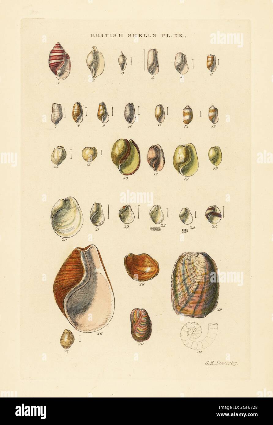 Bubble snails and sea snail varieties, Cylichna, Ovula, Bulla, Philine, etc. Handcoloured copperplate engraving by George Brettingham Sowerby from his own Illustrated Index of British Shells, Sowerby and Simpkin, Marshall & Co., London, 1859. George Brettingham Sowerby II (1812-1884), British naturalist, illustrator, and conchologist. Stock Photo