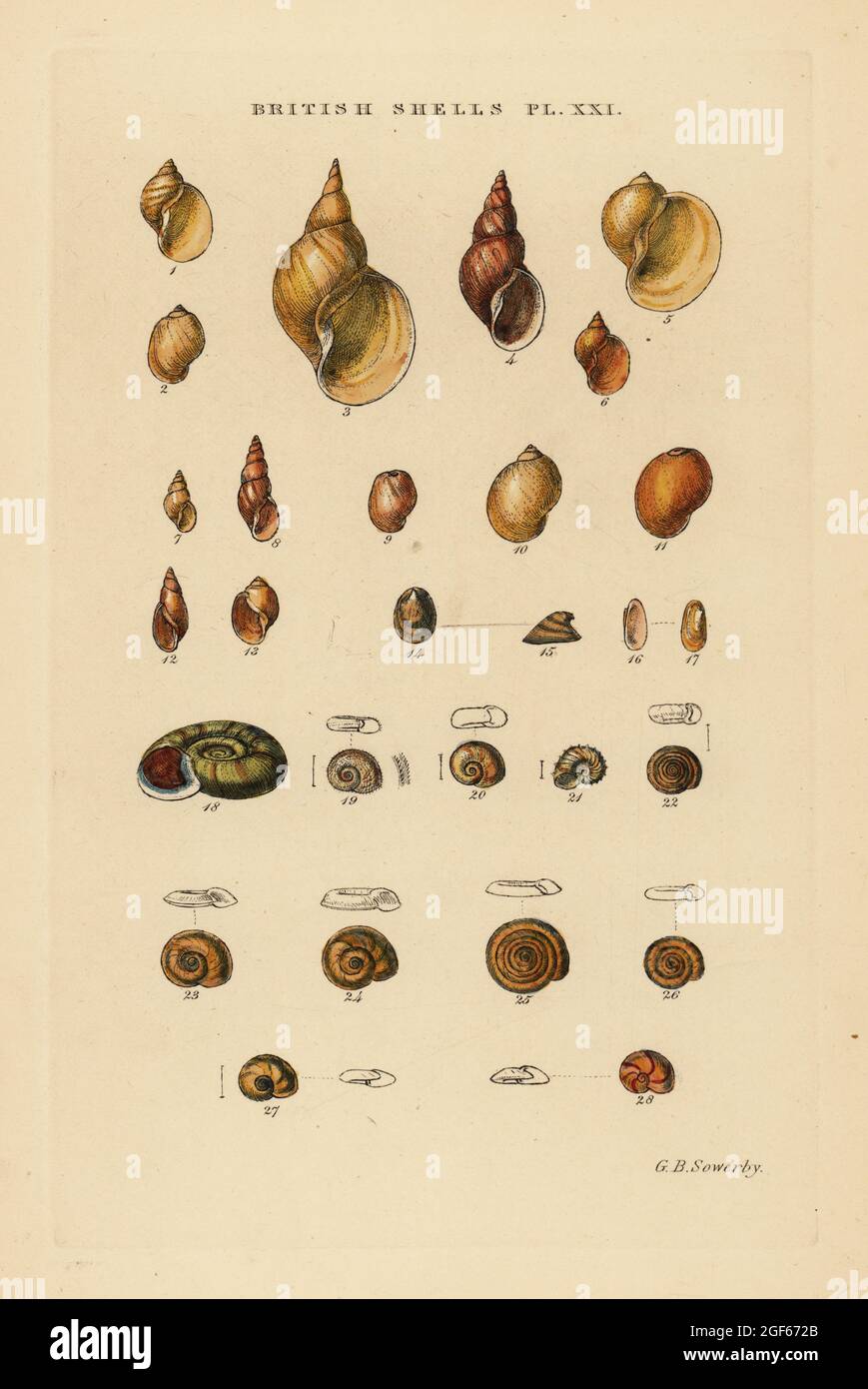 Freshwater snails, Limnæus, Physa, Ancylus, Planorbis, etc. Handcoloured copperplate engraving by George Brettingham Sowerby from his own Illustrated Index of British Shells, Sowerby and Simpkin, Marshall & Co., London, 1859. George Brettingham Sowerby II (1812-1884), British naturalist, illustrator, and conchologist. Stock Photo