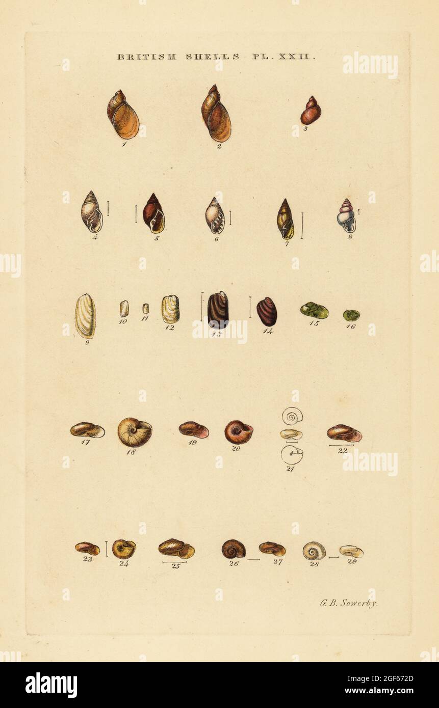 Land slugs and sea snails, Succinea, Conovulus, Carychium, Limax, etc. Handcoloured copperplate engraving by George Brettingham Sowerby from his own Illustrated Index of British Shells, Sowerby and Simpkin, Marshall & Co., London, 1859. George Brettingham Sowerby II (1812-1884), British naturalist, illustrator, and conchologist. Stock Photo