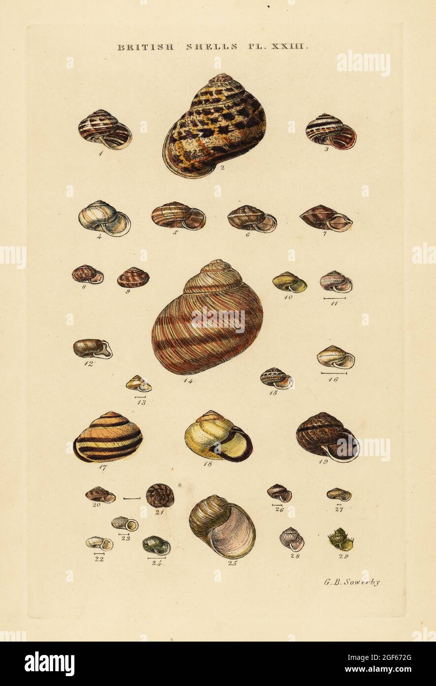 Garden snail, Cornu aspersum, Roman snail, Helix pomatia, etc. Handcoloured copperplate engraving by George Brettingham Sowerby from his own Illustrated Index of British Shells, Sowerby and Simpkin, Marshall & Co., London, 1859. George Brettingham Sowerby II (1812-1884), British naturalist, illustrator, and conchologist. Stock Photo