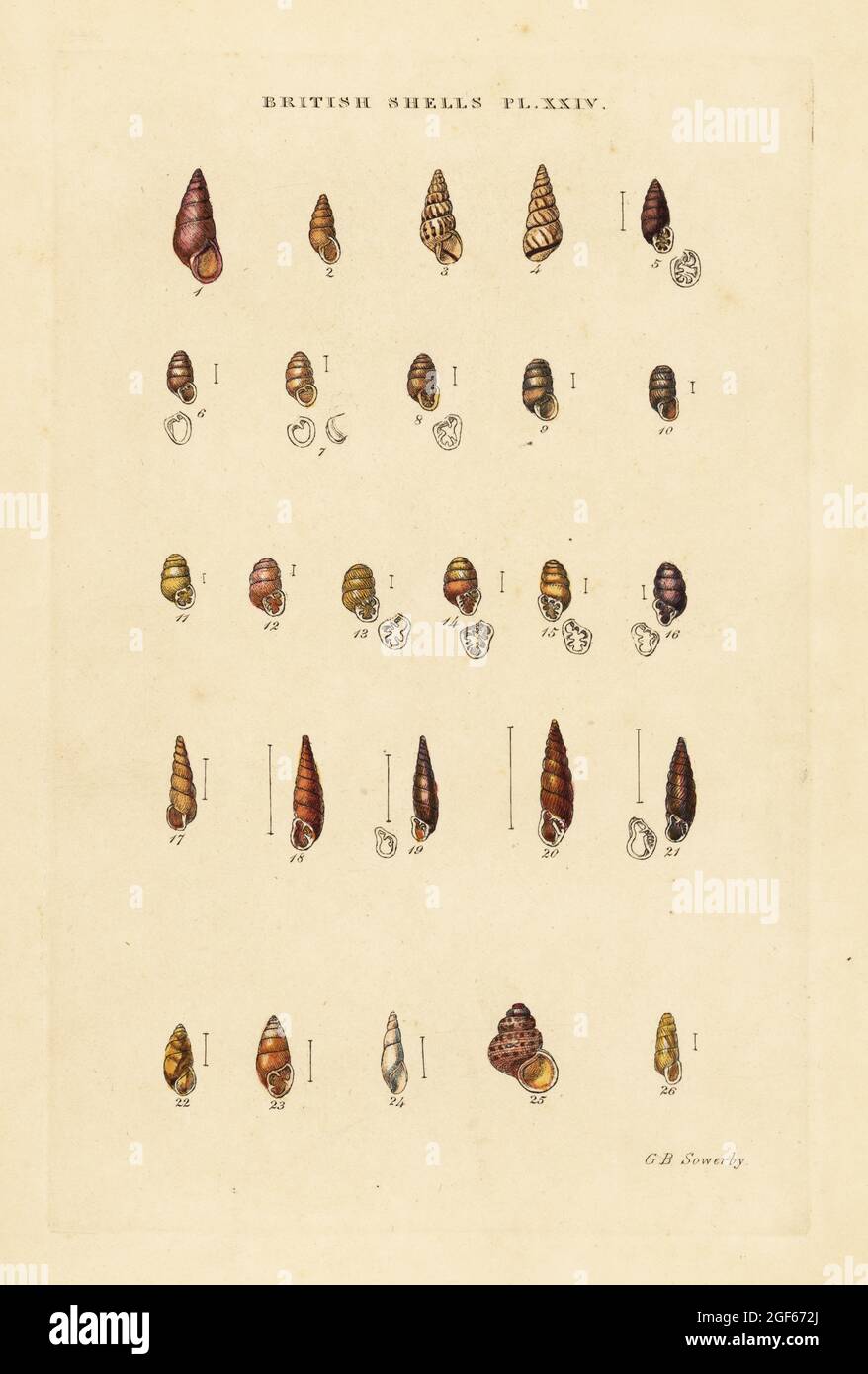 Freshwater long snails, Bulimus, Pupa, Balea, etc. Handcoloured copperplate engraving by George Brettingham Sowerby from his own Illustrated Index of British Shells, Sowerby and Simpkin, Marshall & Co., London, 1859. George Brettingham Sowerby II (1812-1884), British naturalist, illustrator, and conchologist. Stock Photo