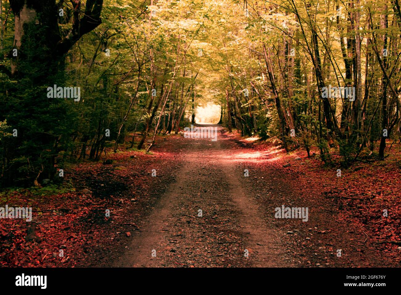 Follaje otoñal hi-res stock photography and images - Alamy