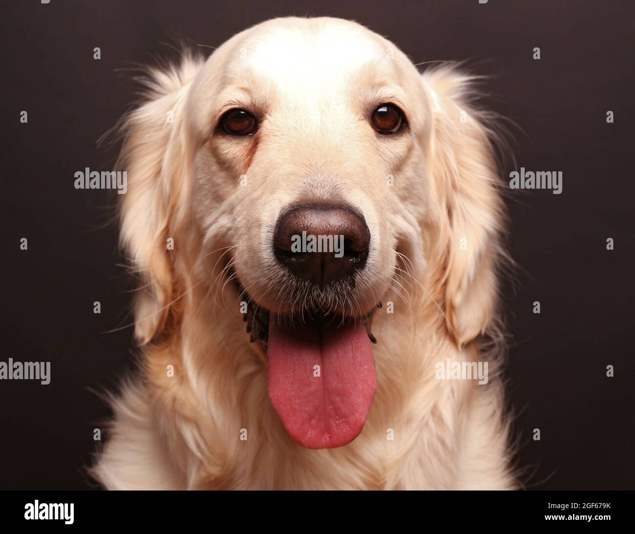 golden retriever muzzle