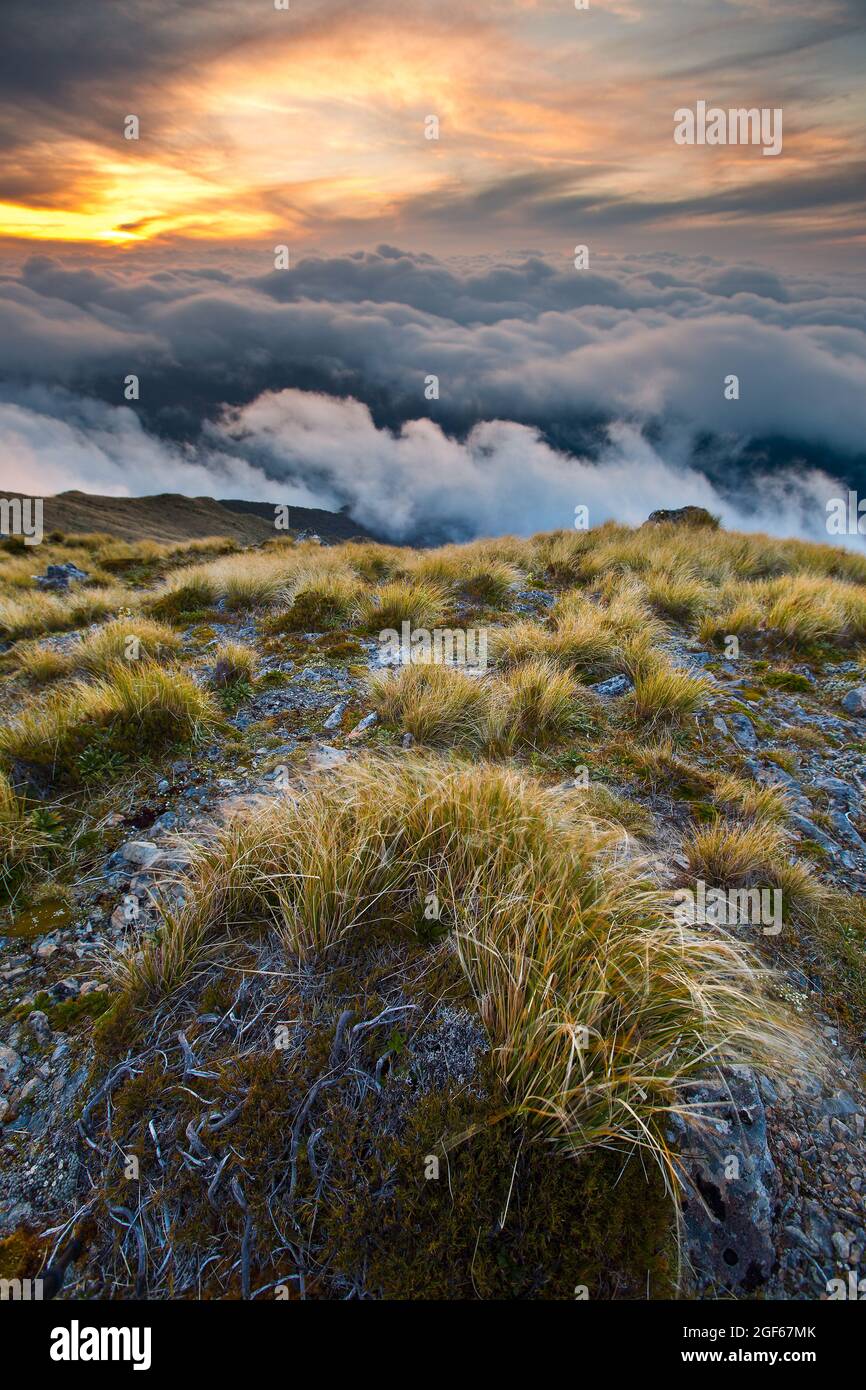Windswept tussocks on Field Peak at sunset, Tararua Forest Park Stock Photo