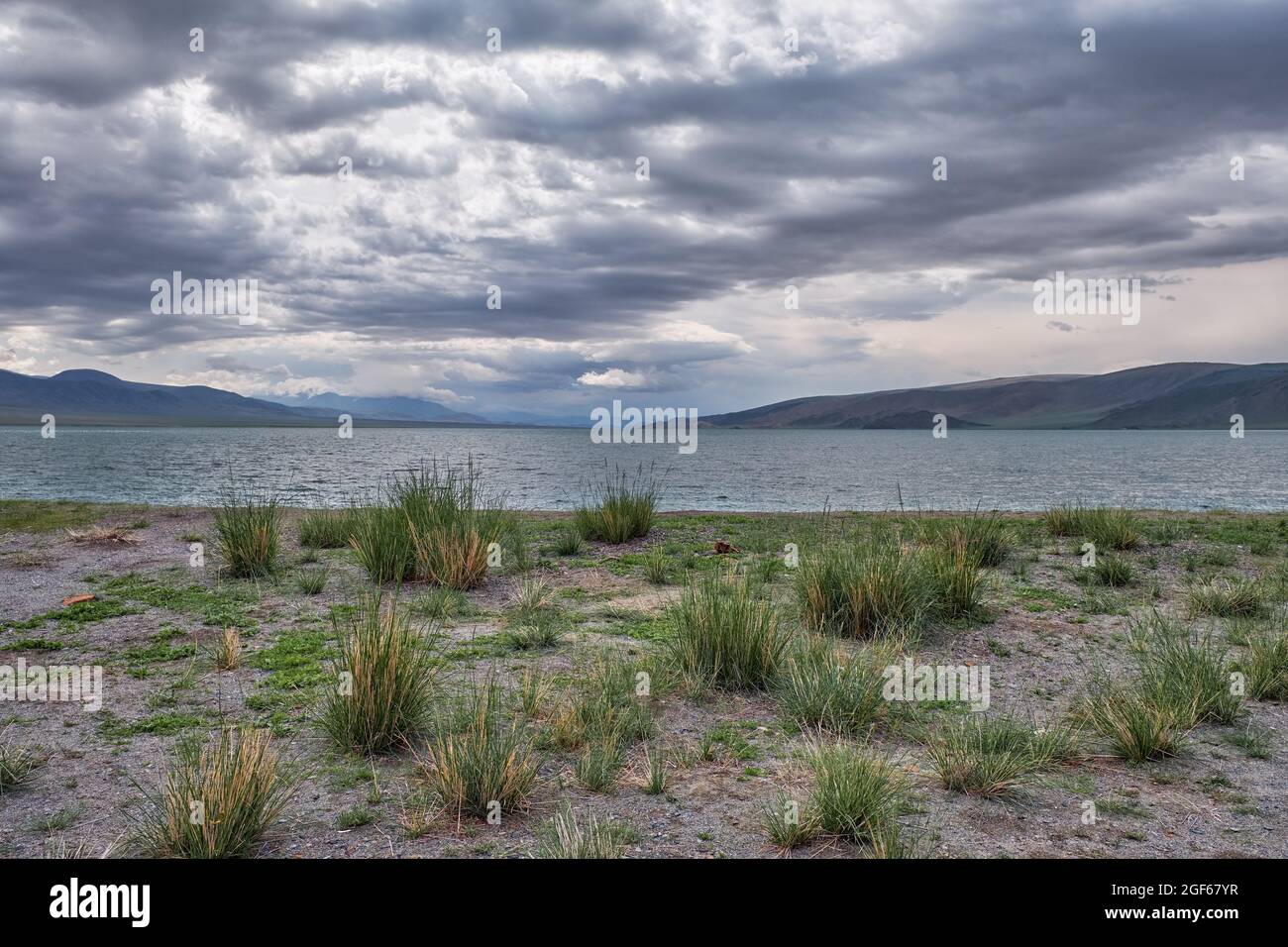 Mongolian natural landscapes with bushes of grass Achnatherum near lake Tolbo-Nuur in north Mongolia. Stock Photo