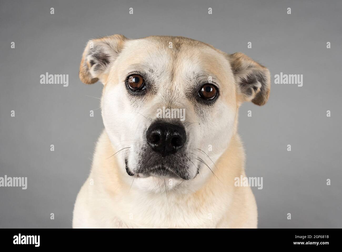 Portrait of a dog against a grey studio background. Stock Photo
