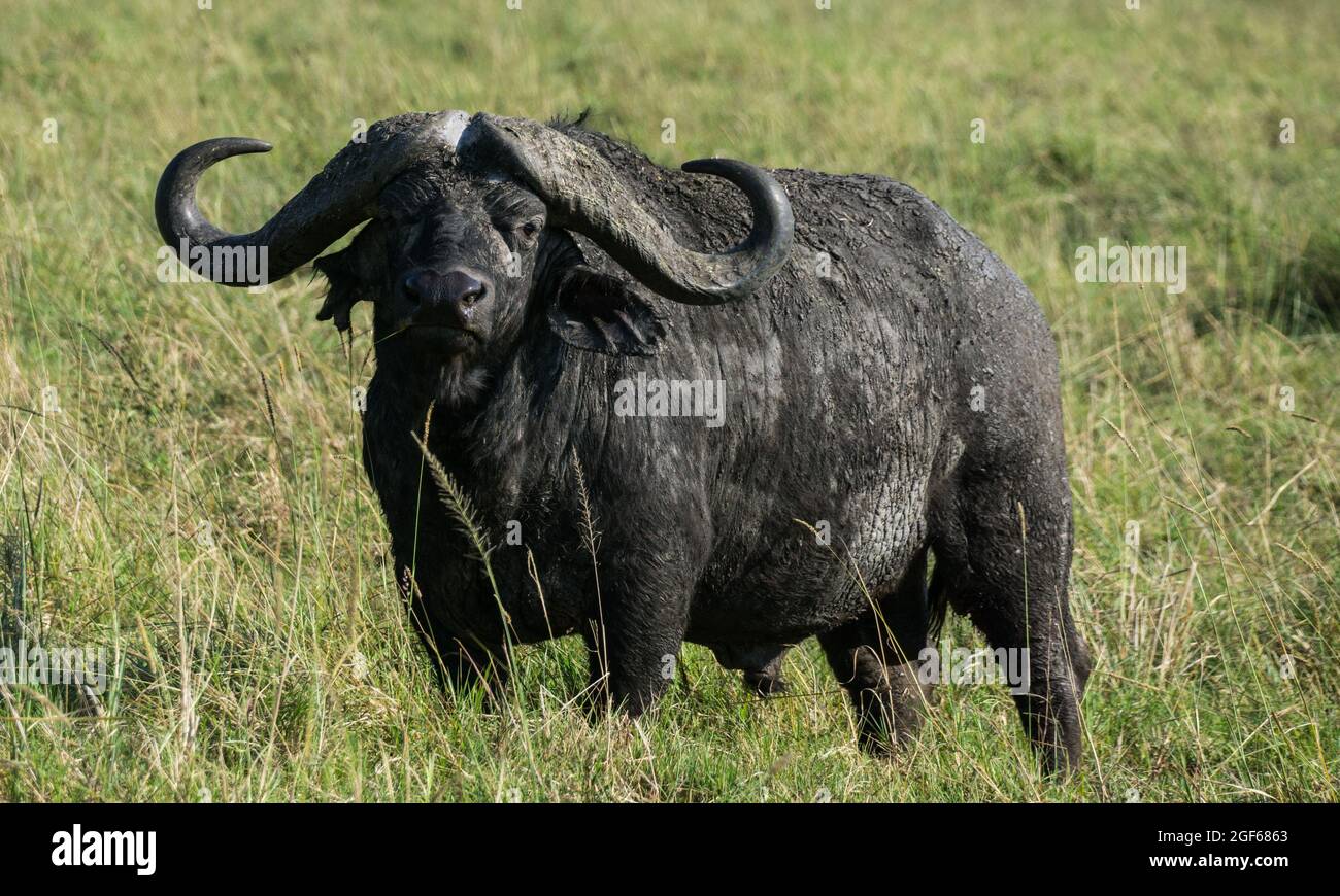 A fullgrown male buffalo in the morning light, Massai Mara National
