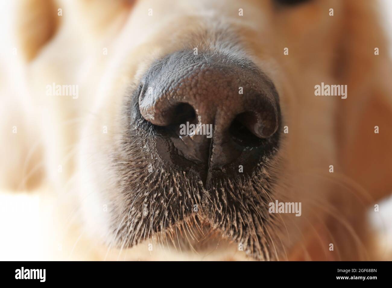 Nose of golden retriever, close up Stock Photo Alamy