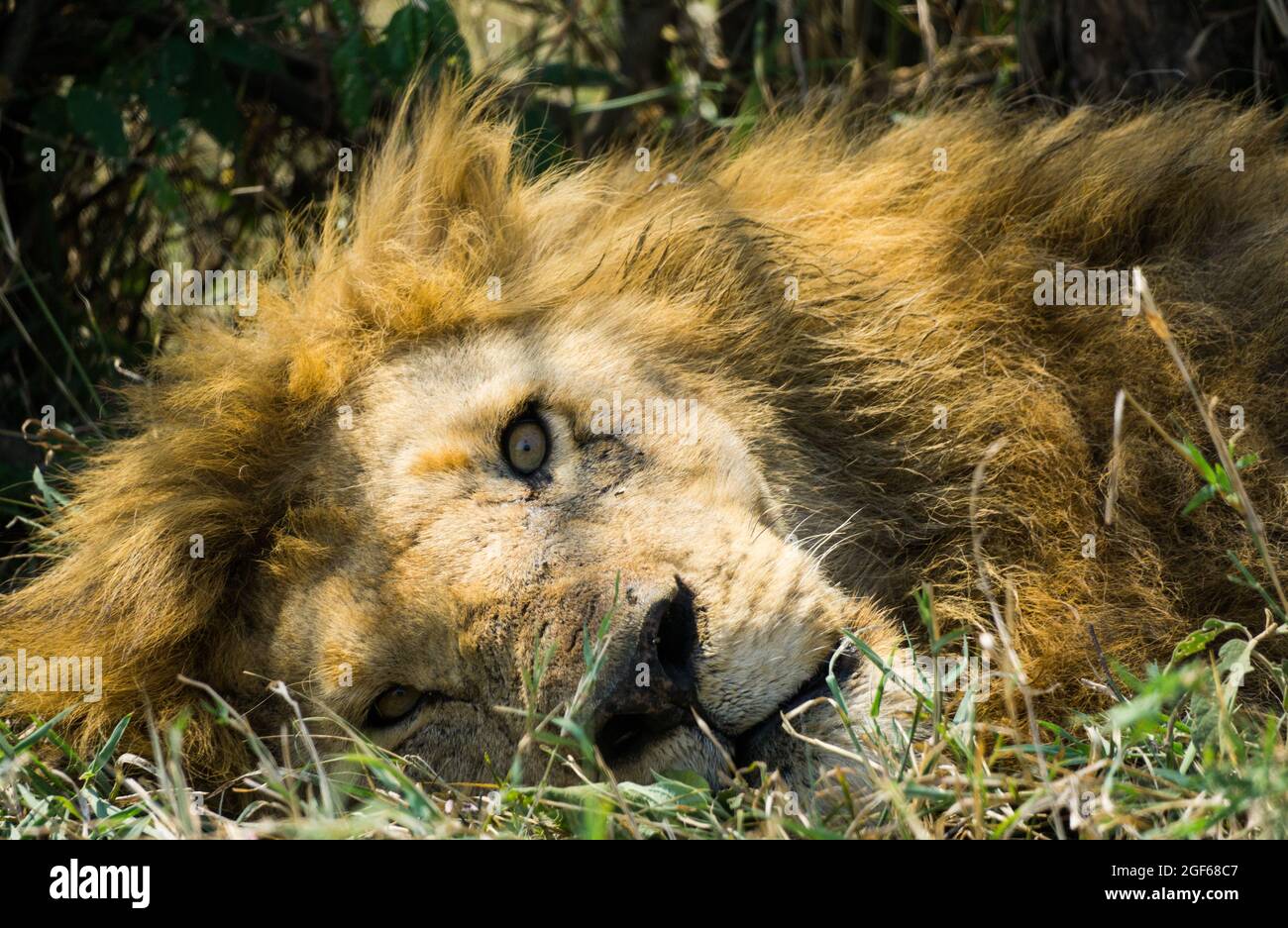 Full grown animals hi-res stock photography and images - Alamy