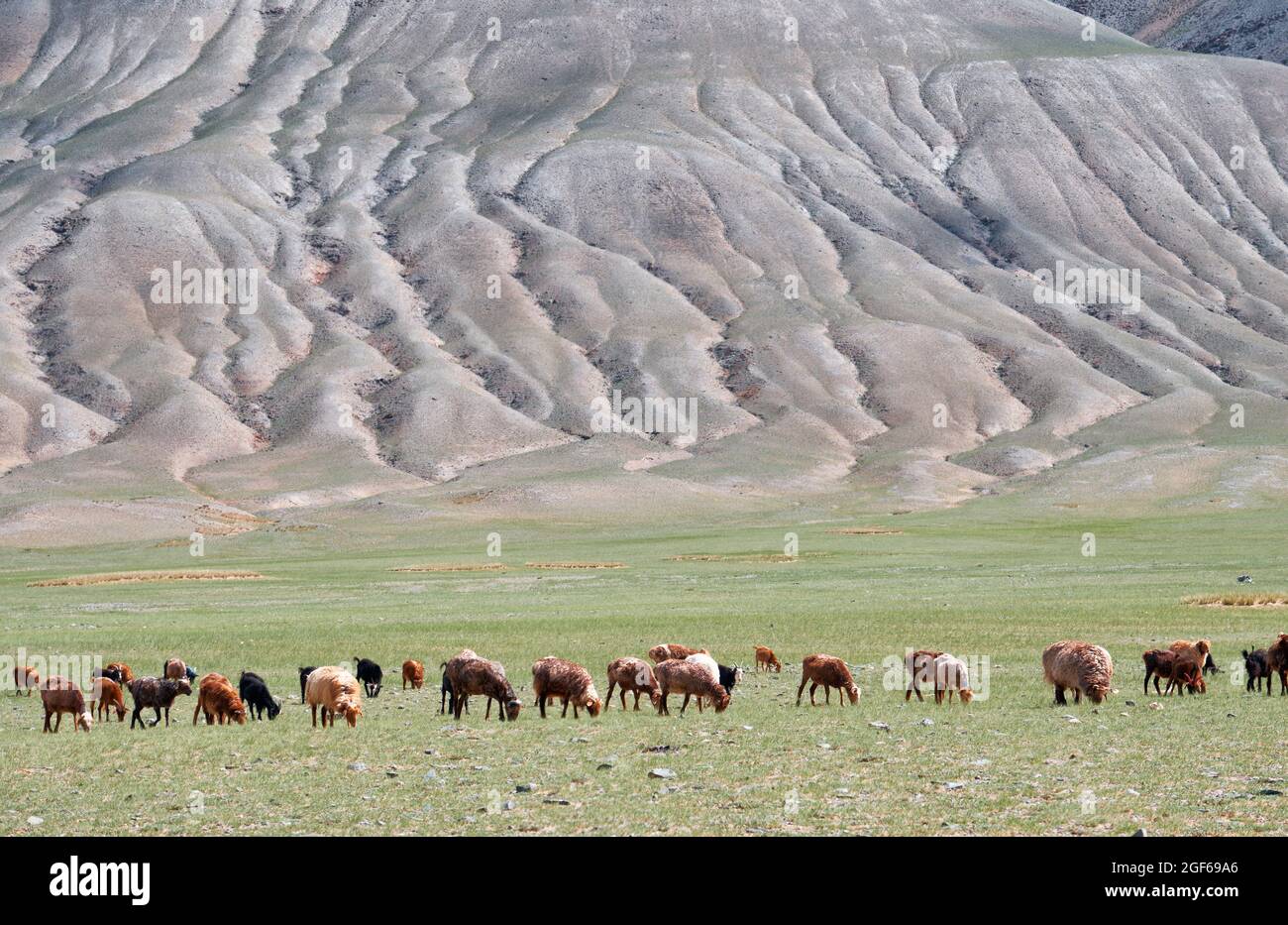 Herd of goats and sheep grazing in pasture. Mongolian mountain natural ...