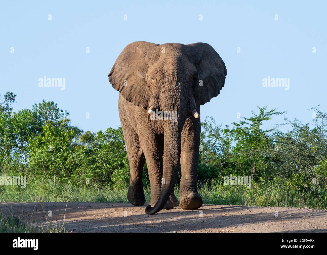 An African Elephant bull walking down a track in Southern Africa Stock