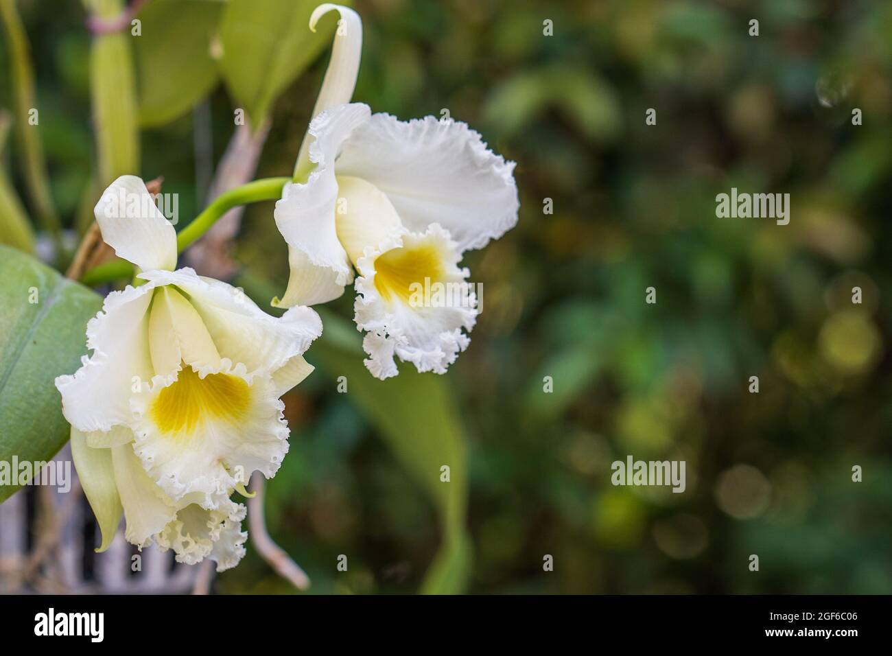 Closeup shot of blooming white cattleya trianae against bokeh background Stock Photo