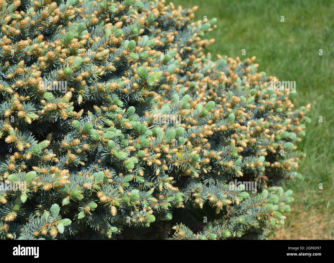 A close-up on a dwarf blue spruce, picea pungens nana, picea pungens globosa foliage in spring. Stock Photo