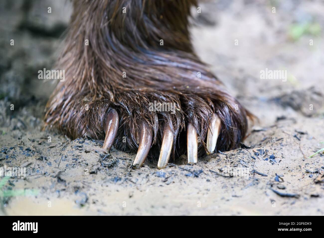 Claws Slashing Long bear claws hi-res stock photography and images - Alamy