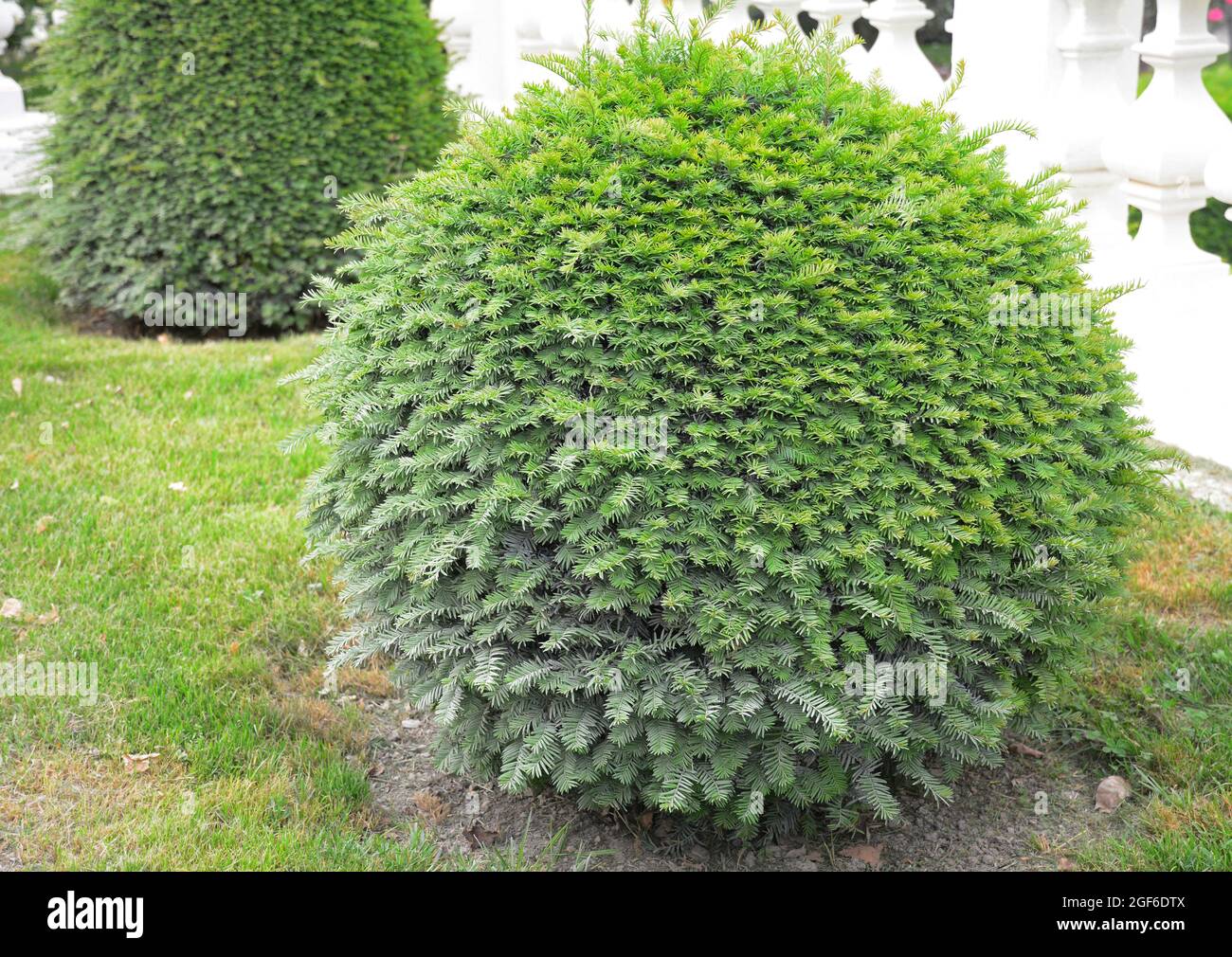Ball-shaped English yew tree or European yew. Taxus baccata topiary ball growing in a lawn. Stock Photo