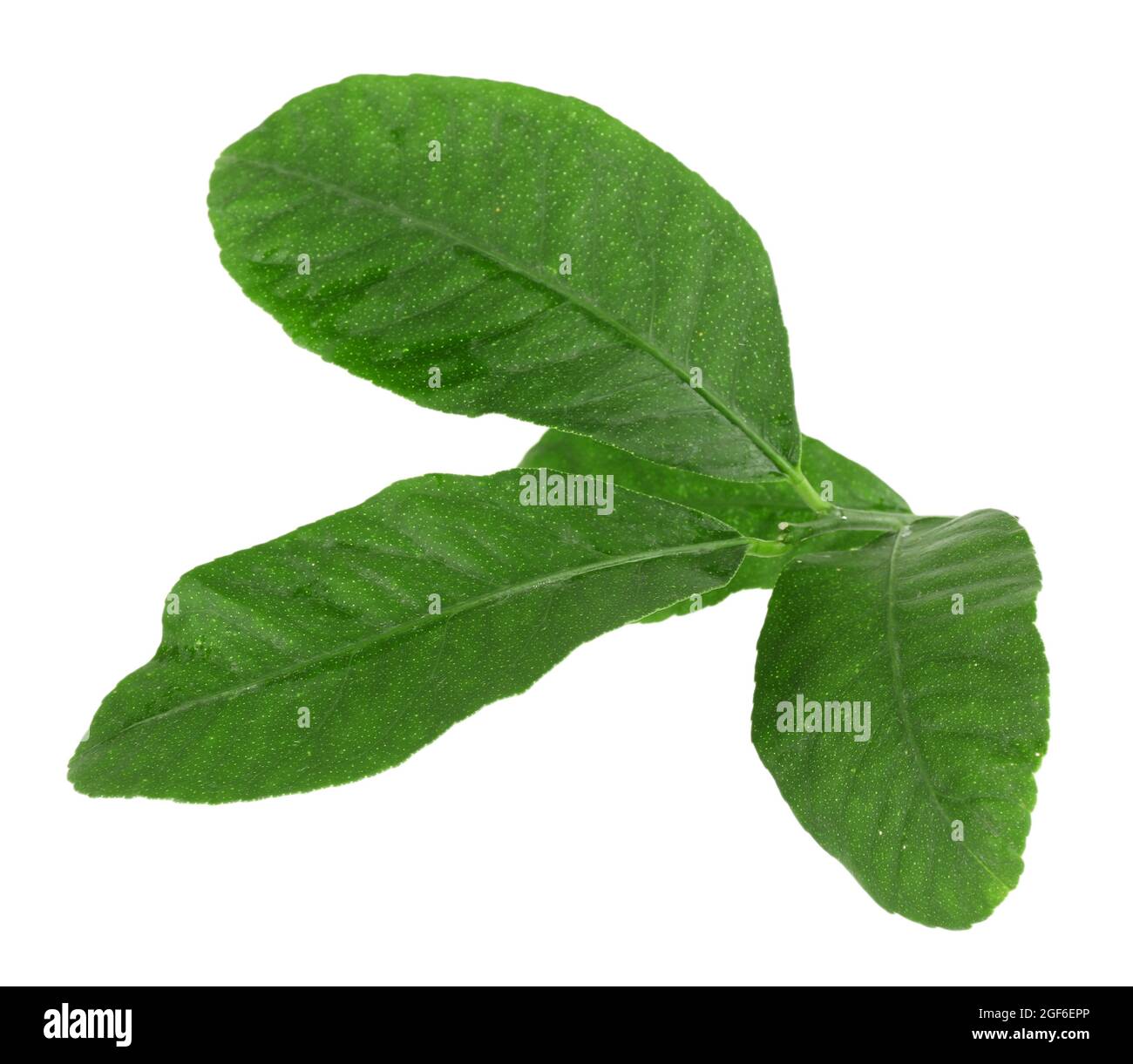 Green Citrus Leaves Isolated On White Stock Photo - Alamy