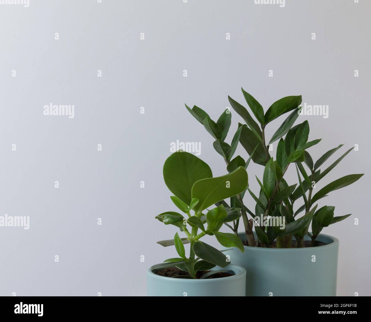 tropical houseplants on a gray background Stock Photo