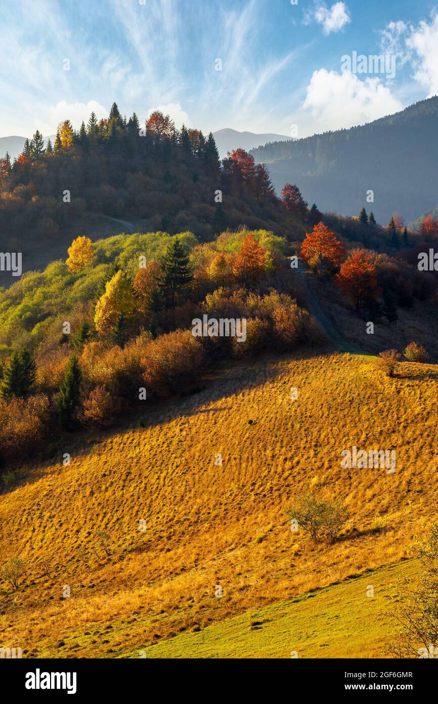 mountain landscape in autumn. trees in colorful foliage on the grassy ...