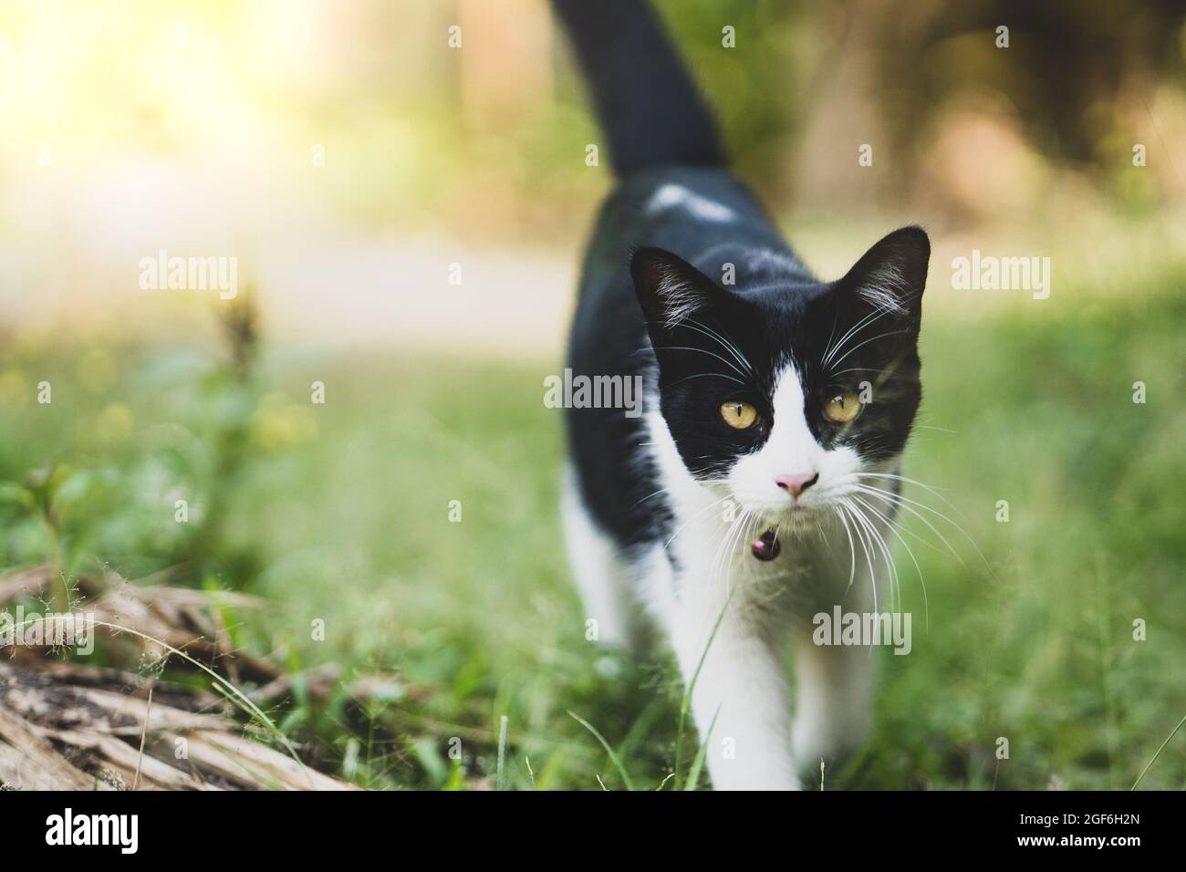 Black and white cat walking on green gr Stock Photo - Alamy