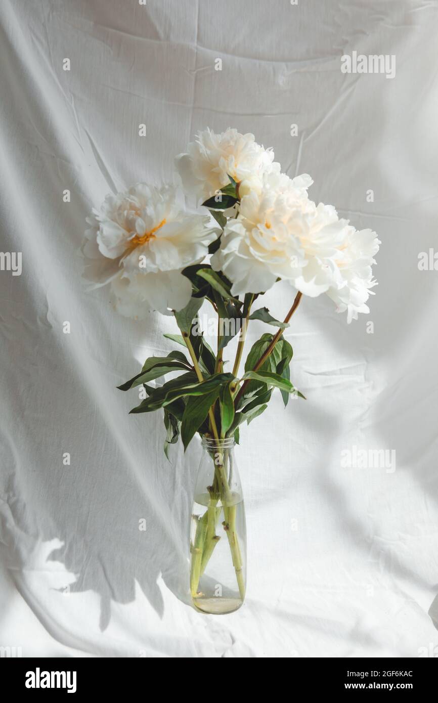 bouquet of peonies flowers white background Stock Photo - Alamy