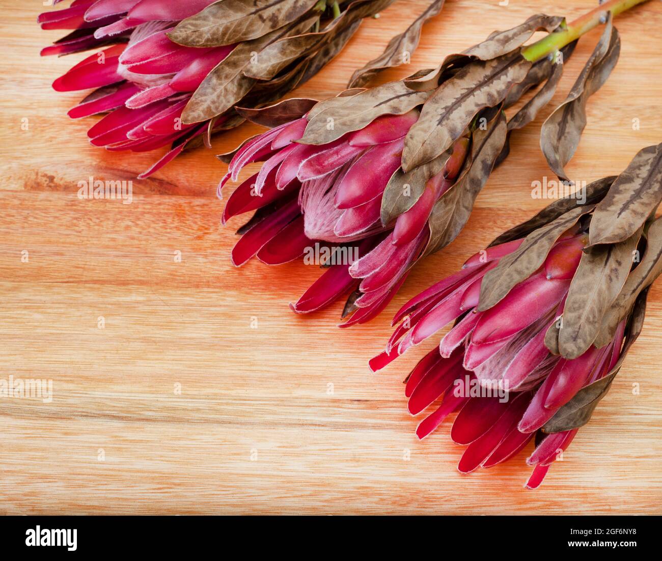 South African protea flowers on a rustic surface Stock Photo