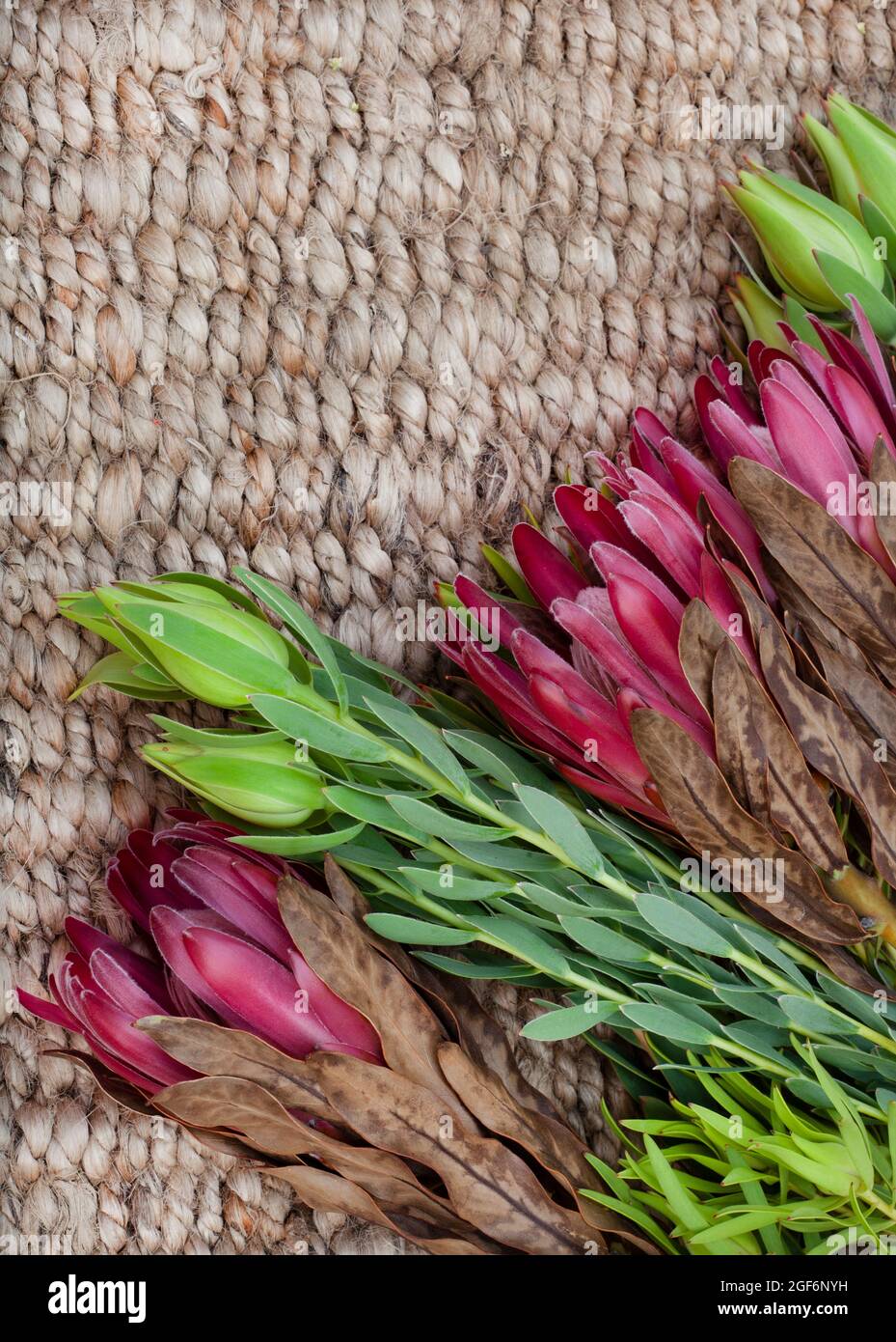 South African protea flowers on a rustic surface Stock Photo