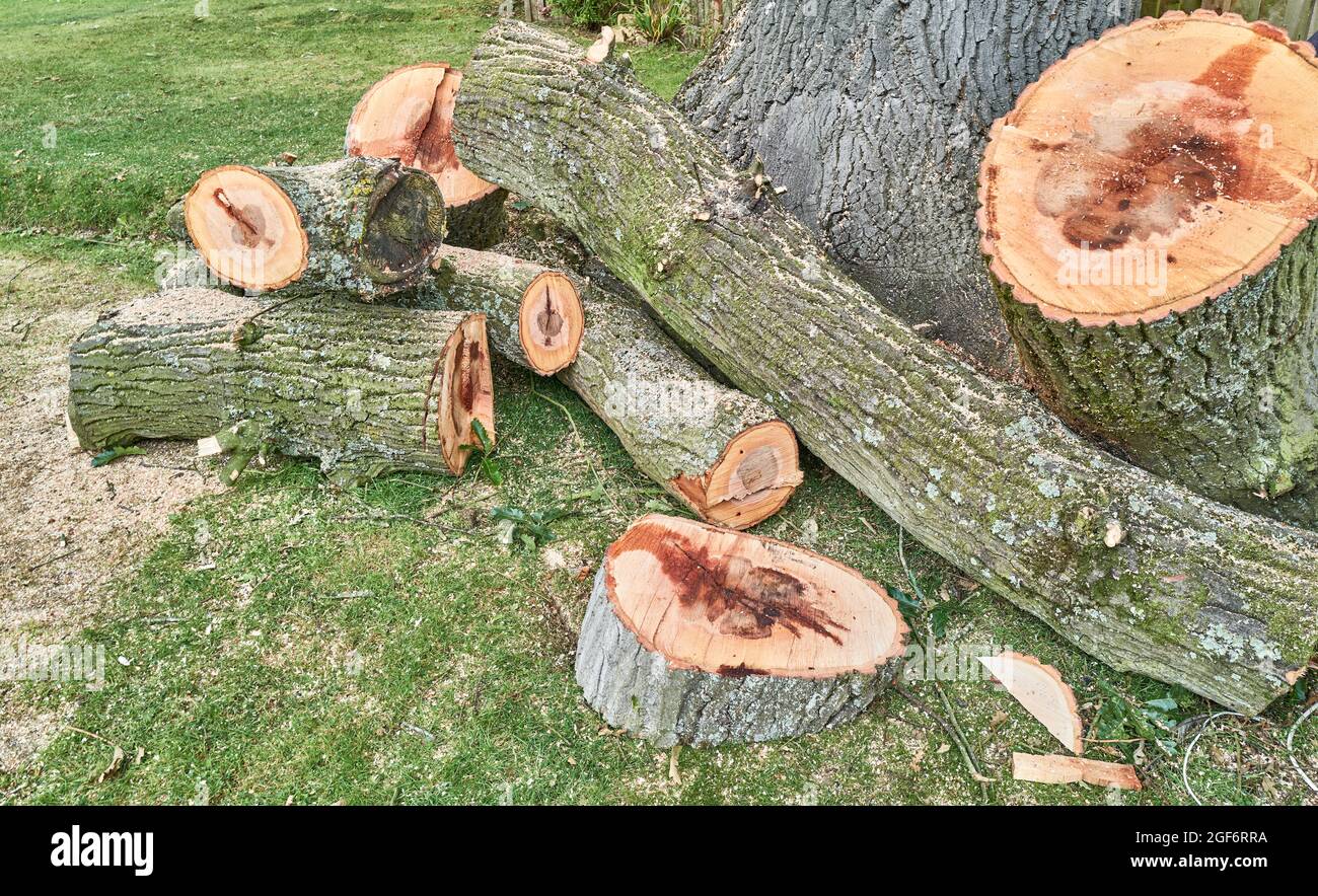 Branches sawn from a dying oak tree Stock Photo Alamy