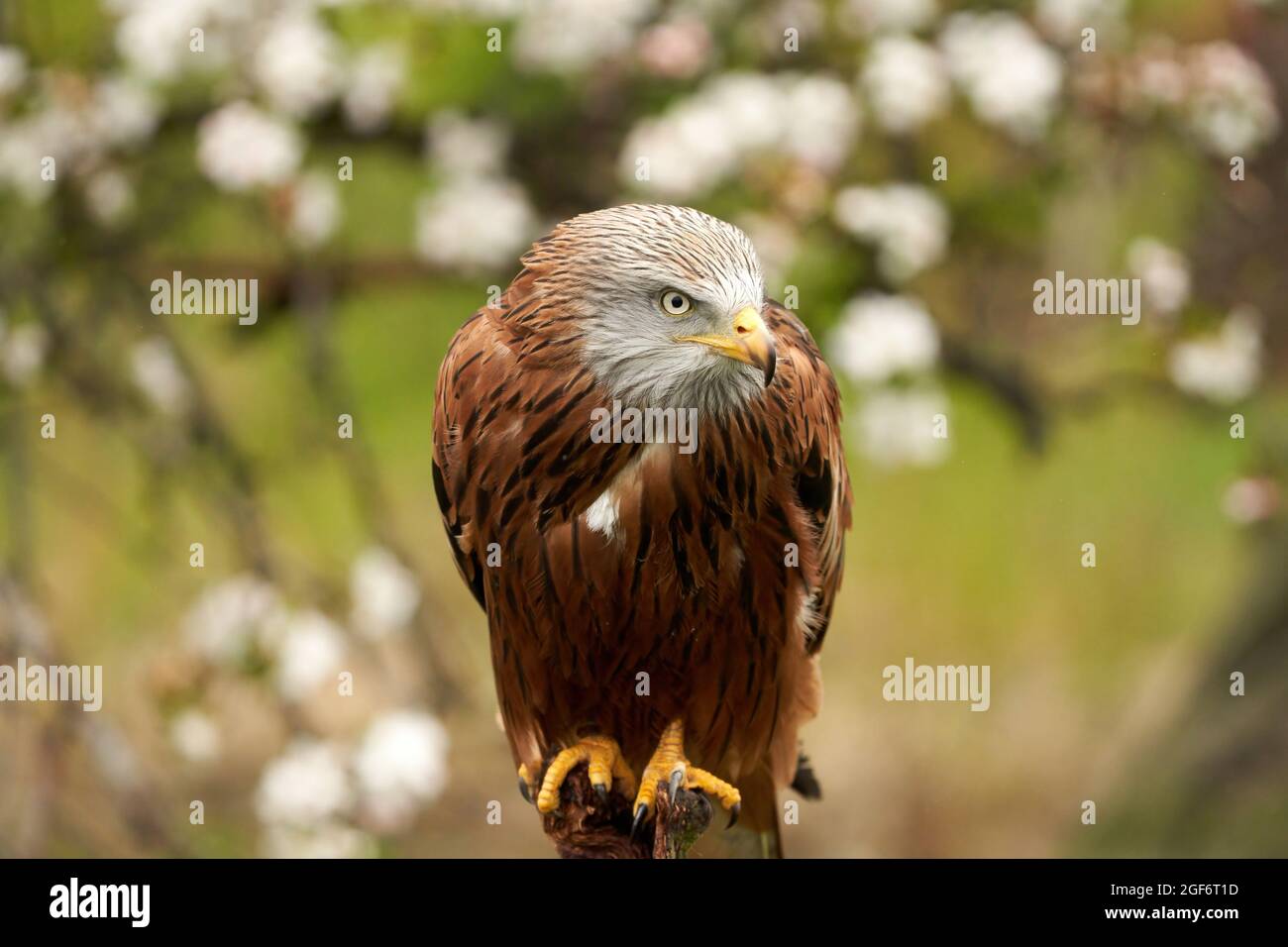 Red kite, in a tree with white blossom. Bird of prey portrait with yellow bill and red plumage and blue gray head Stock Photo