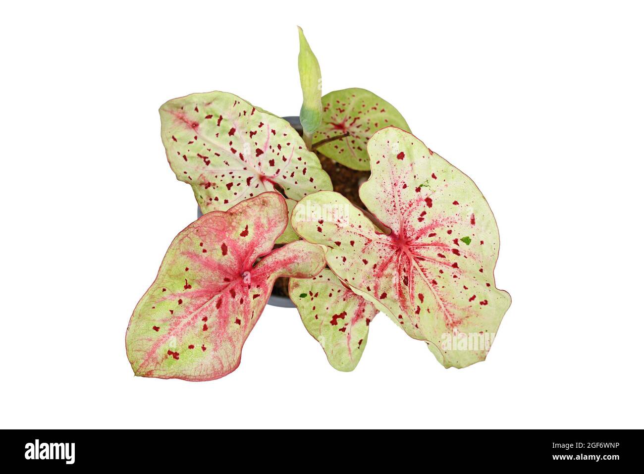 Top view of exotic 'Caladium Miss Muffet' houseplant with pink and ...