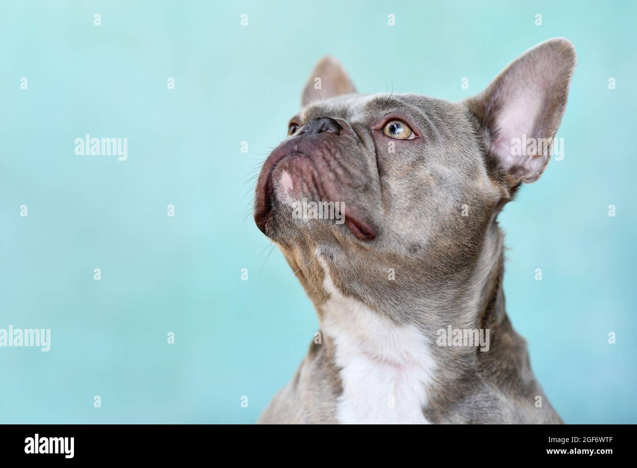 Head of lilac brindle French Bulldog dog with yellow eyes looking up in front of blue wall Stock Photo