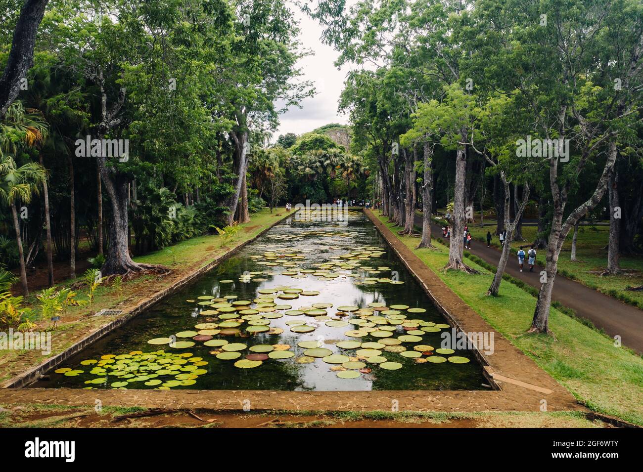 Botanical garden on the Paradise island of Mauritius. Beautiful pond with lilies. An island in