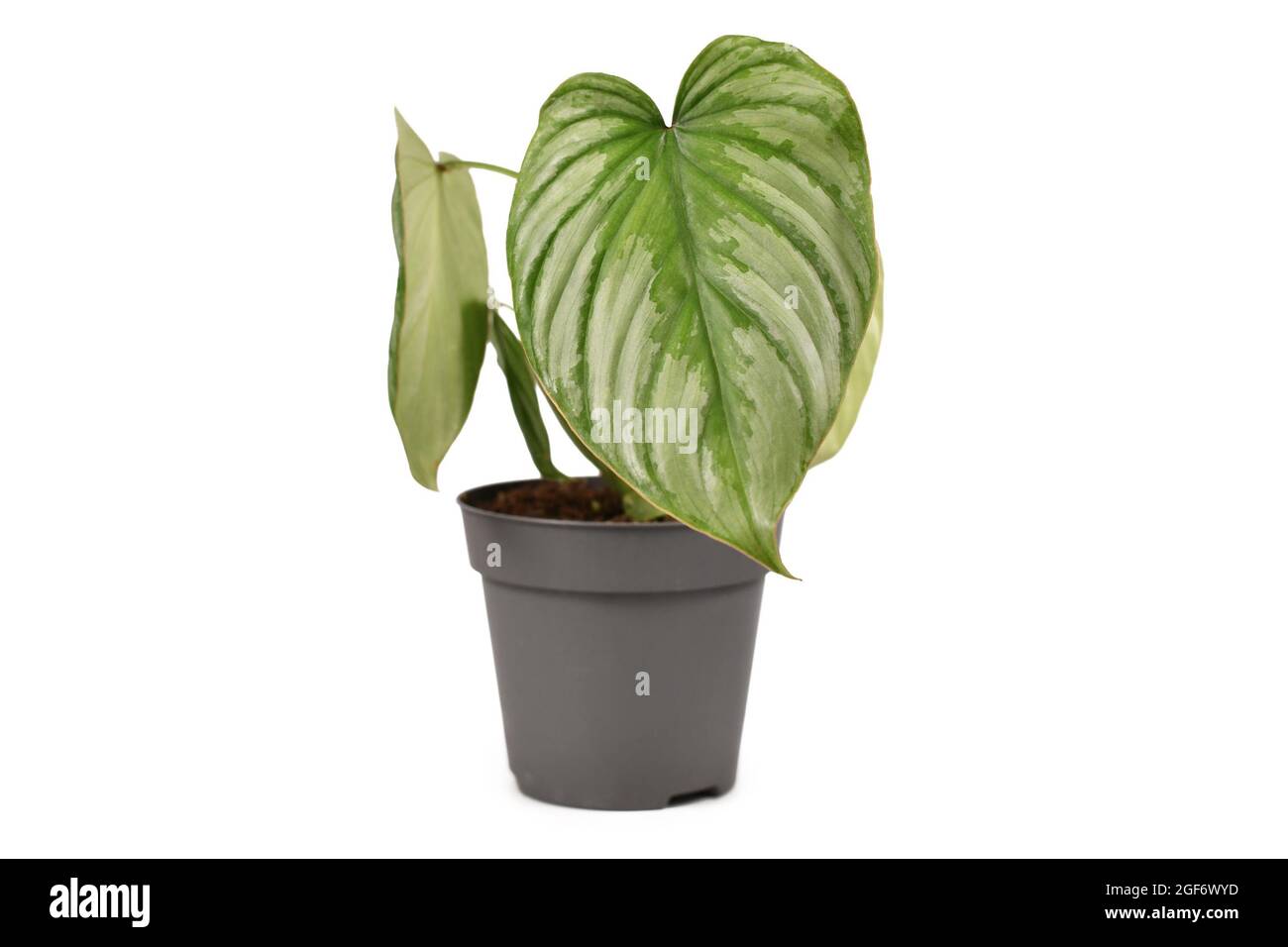 zz plants near me ZZ Plant - Large (2-3' tall) Cement Grey Planter main image 0
