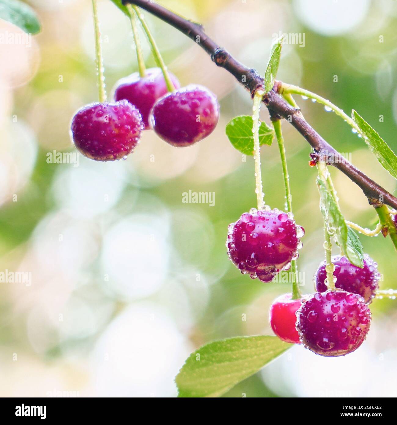 Red ripe cherry berries with dew drops on a cherry tree twig. Selective focus Stock Photo