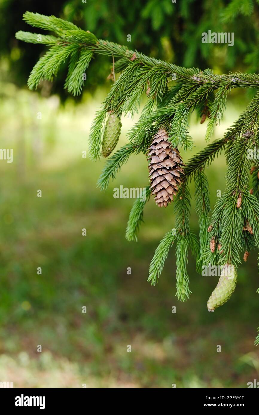 Spruce cone on a branch of a spruce tree in the forest in nature Stock Photo