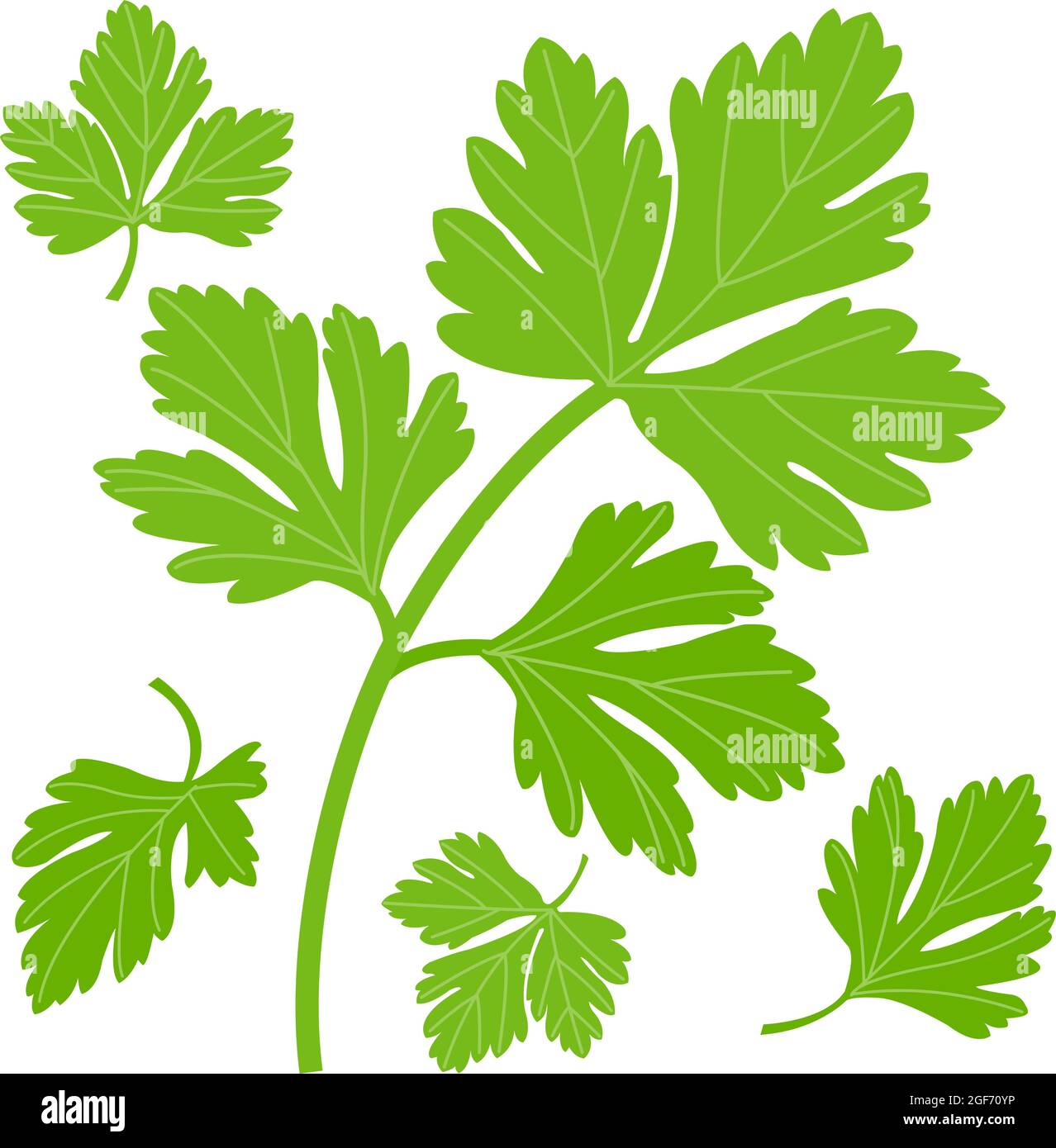 Fresh parsley leaves. Vector illustration Stock Vector Image & Art Alamy