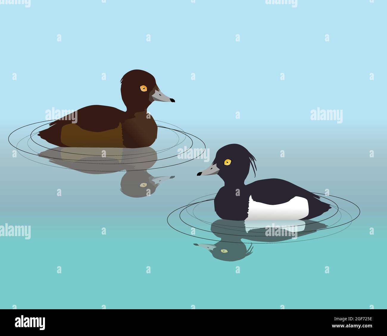 A vector illustration of couple of  tufted ducks swimming in the water. Their reflection is visible in the water. Stock Vector