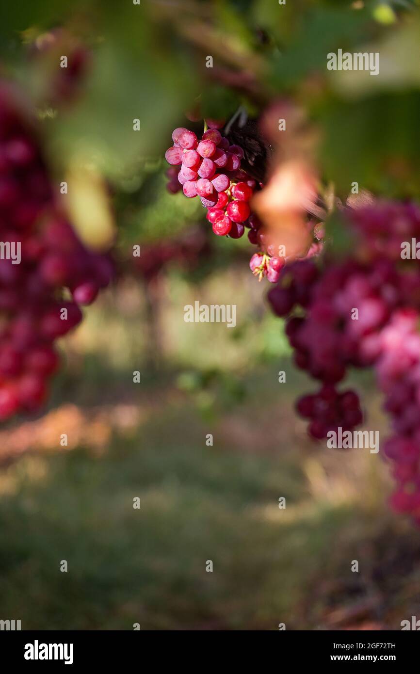 Bunch of table grapes hanging in a vineyard in De Doorns, Hexriver