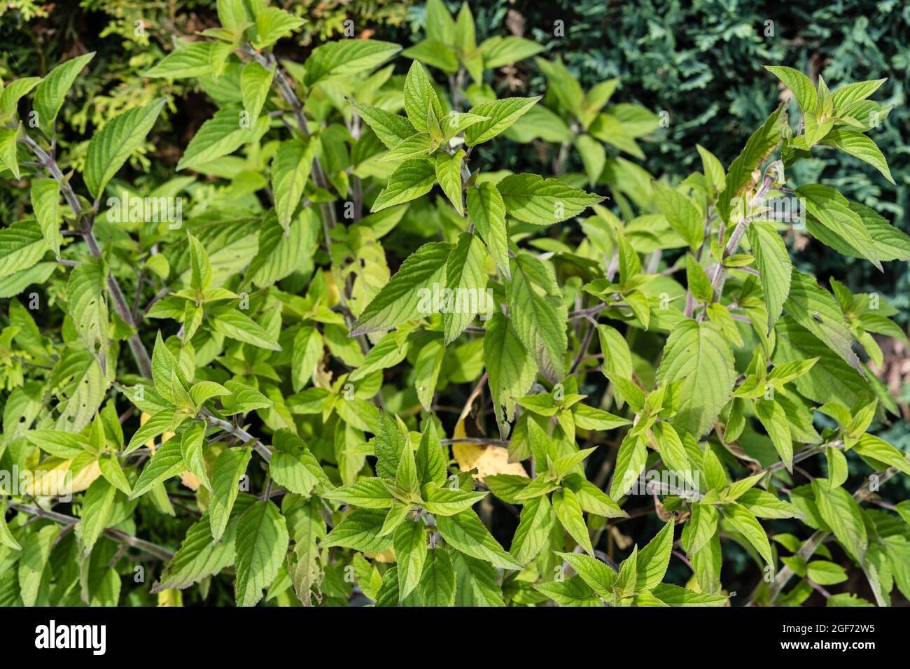 salvia elegans Pineapple sage flower Stock Photo Alamy
