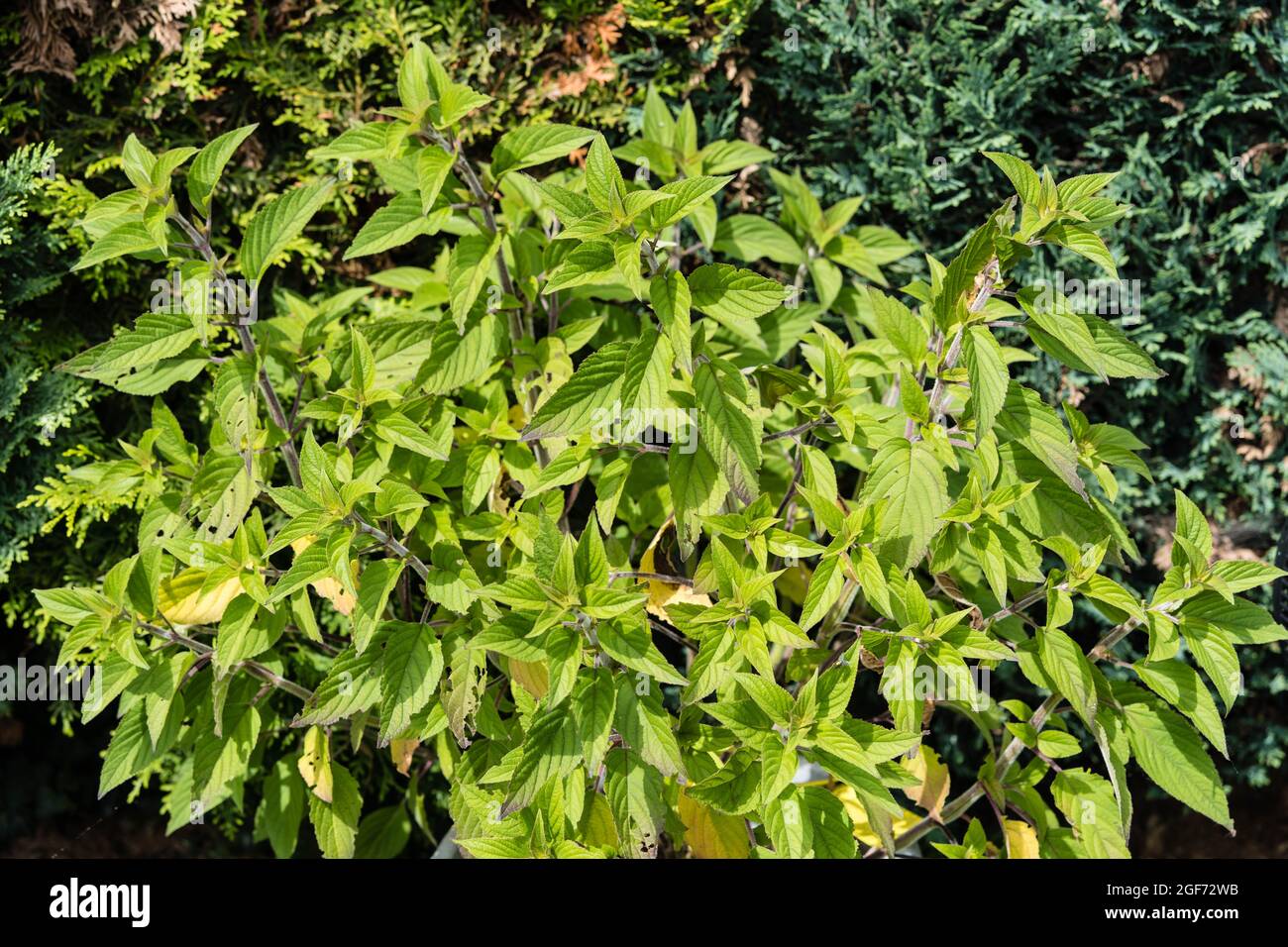 salvia elegans Pineapple sage flower Stock Photo Alamy