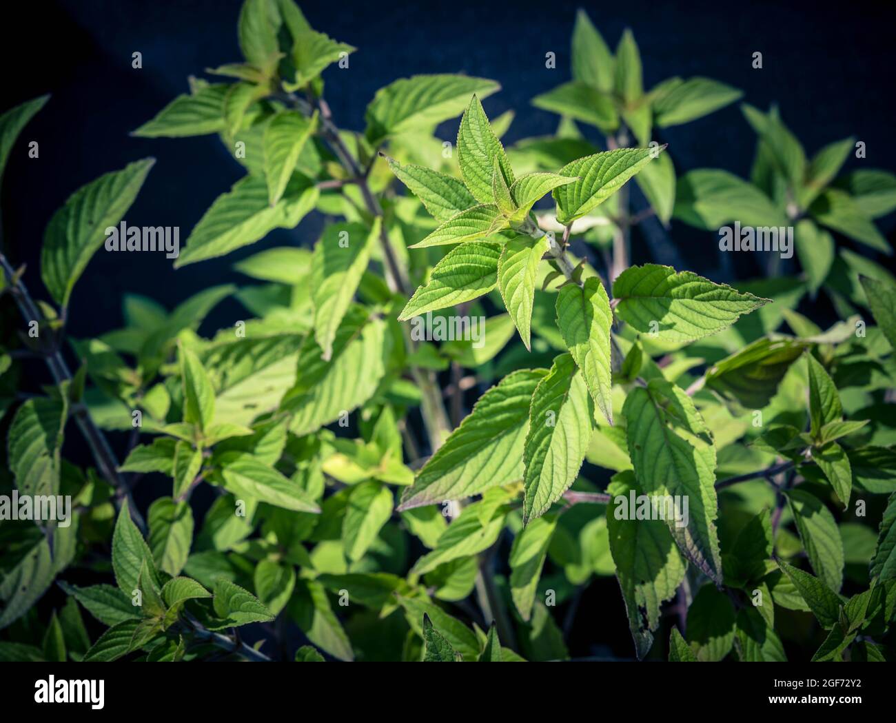 salvia elegans Pineapple sage flower Stock Photo Alamy