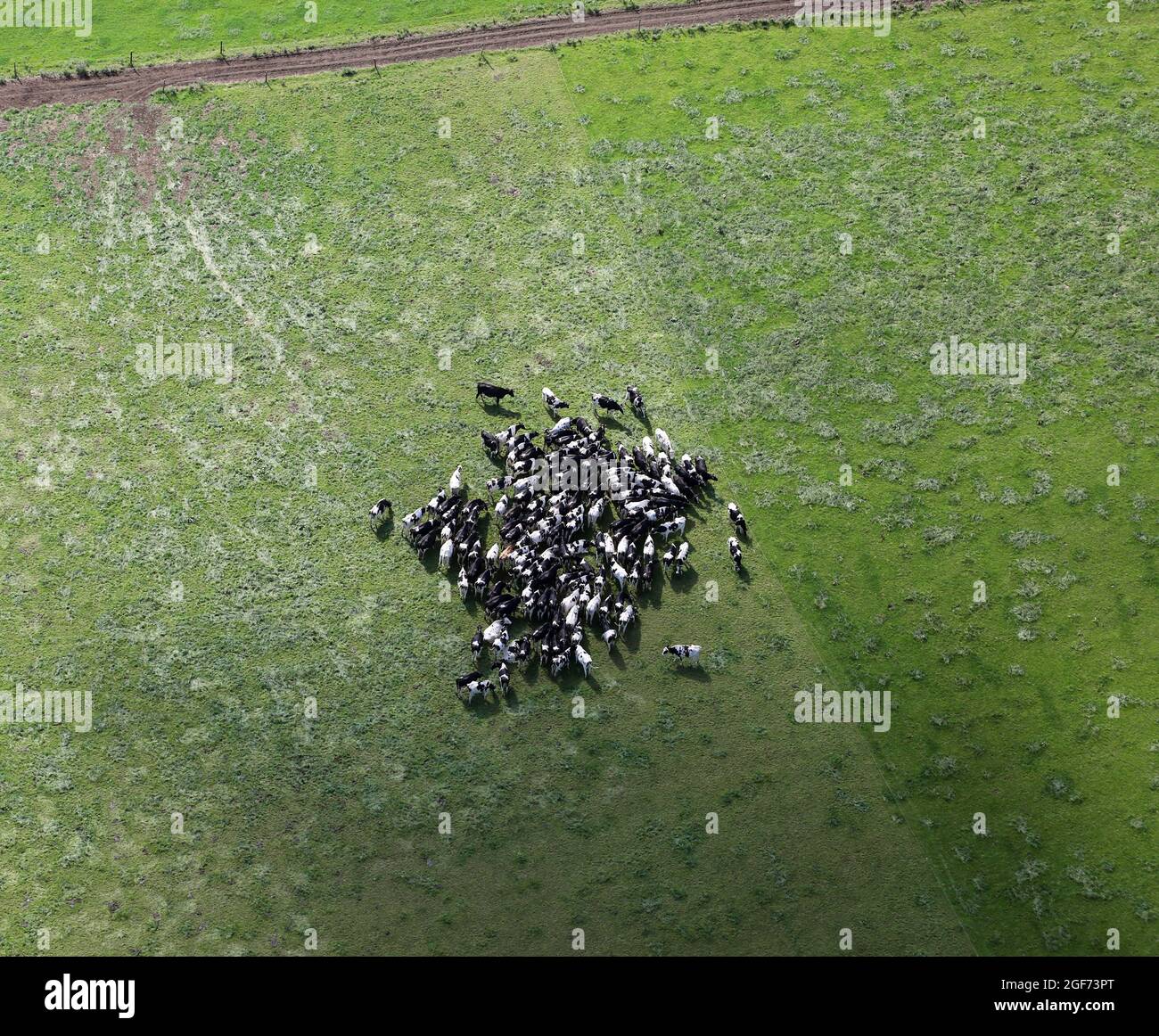 aerial view of Holstein Friesian cows huddled together in a field in Yorkshire Stock Photo