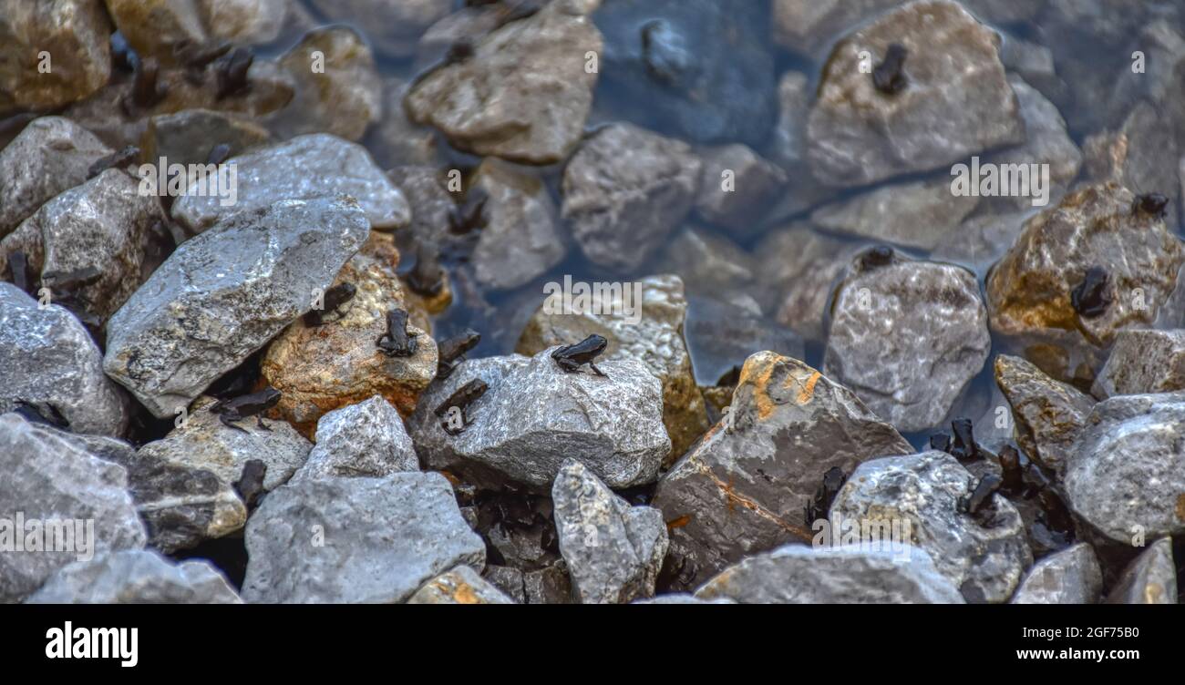 Frosch, Erdkröte, Kaulquappe, Kröte, Entwicklung, Nachwuchs, Jungtier, Wasser, Metamorphose, Jungfrösche, Frösche, Kaulquappen, Erdkröten, Kröten, Frö Stock Photo