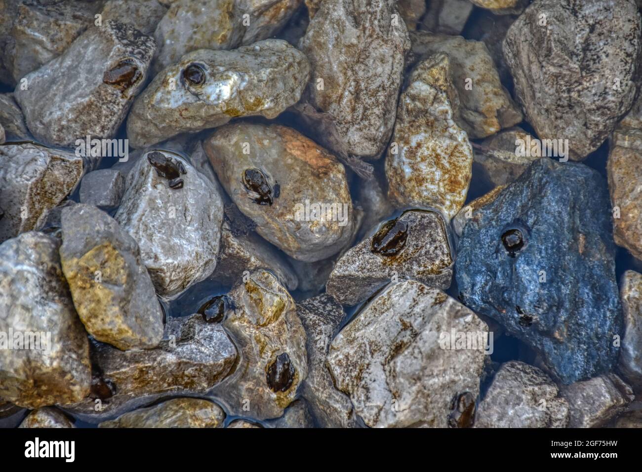 Frosch, Erdkröte, Kaulquappe, Kröte, Entwicklung, Nachwuchs, Jungtier, Wasser, Metamorphose, Jungfrösche, Frösche, Kaulquappen, Erdkröten, Kröten, Frö Stock Photo