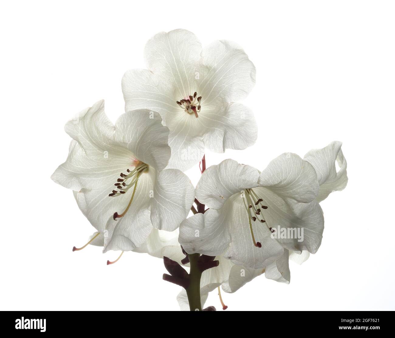 Close up photograph of a cluster of open Crataegus Monogyna flowers set against a white background Stock Photo