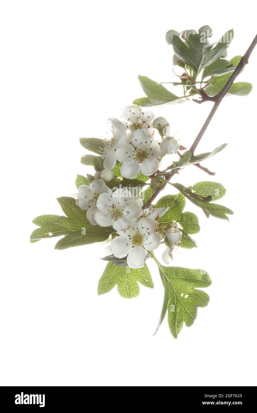 Close up photograph of a cluster of open Crataegus Monogyna flowers on a branch set against a white background Stock Photo