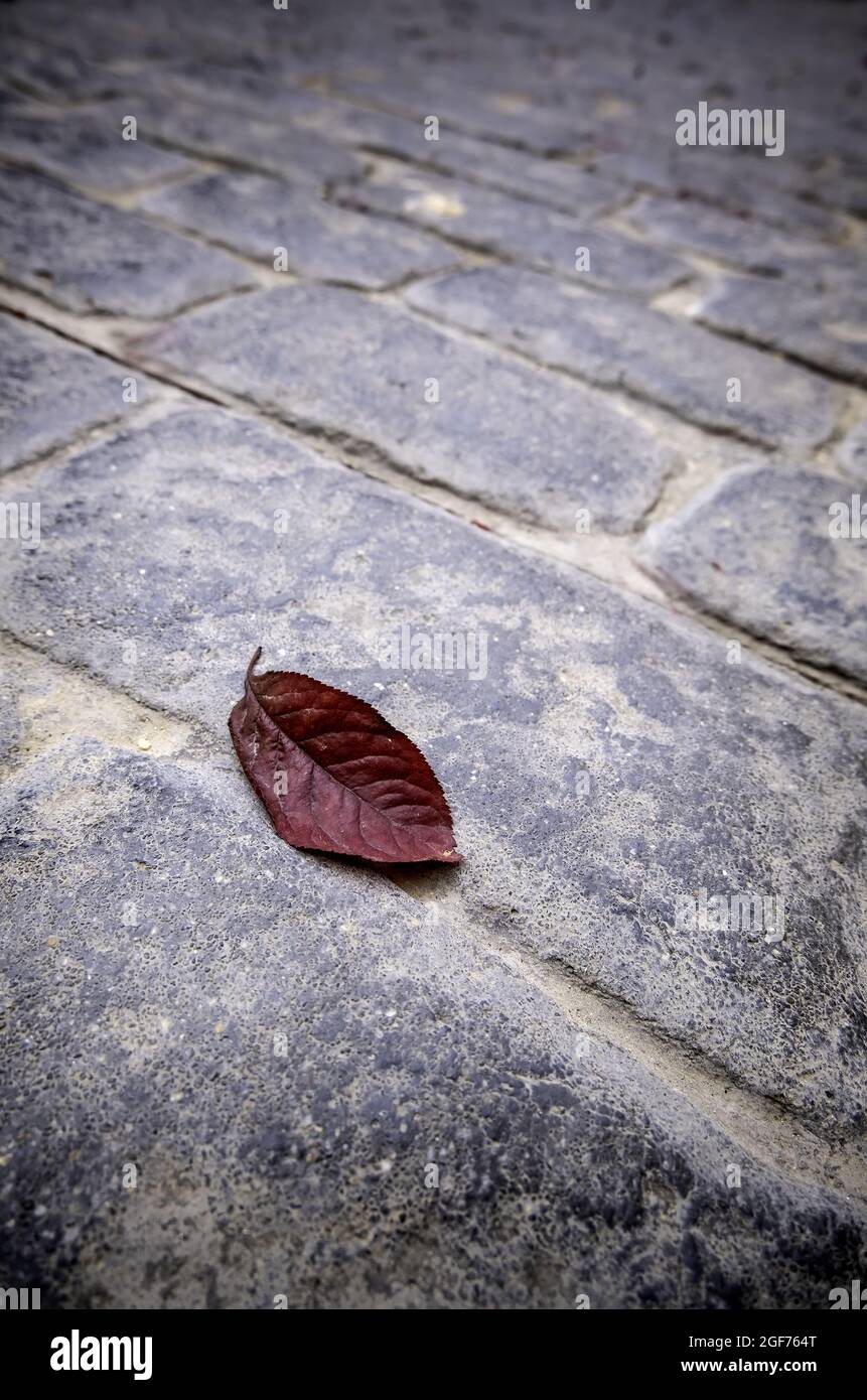 Detail of dry leaf in the fall, climate change and change of season Stock Photo